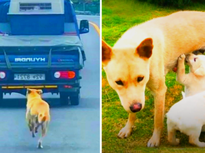 Reunited Hearts: Bella’s Brave Quest to Save Her Puppies