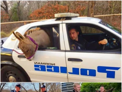 Police Officer Rescues Baby Donkey and Takes It for a Ride in His Car