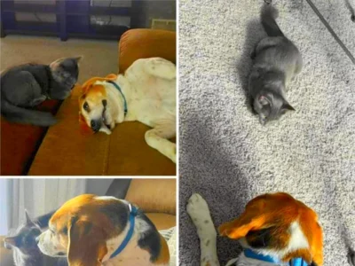 Unlikely Animal Friendship: Beagle and Black Cat Bond