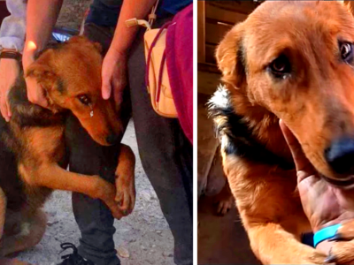 The Heartwarming Tale of Jack the Stray Dog