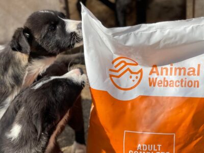 Animal WebAction