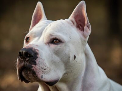 The Argentine Dog (Dogo Argentino)
