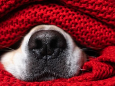 Winter Care Tips for Dogs: Keep Your Furry Friend Safe & Cozy