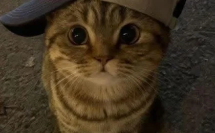 A cute tabby cat wearing a light-colored baseball cap looks directly at the camera with a playful expression.