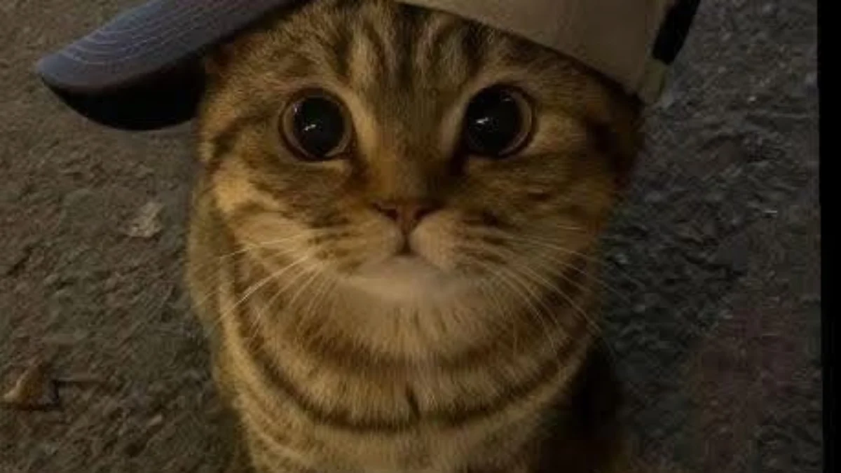 A cute tabby cat wearing a light-colored baseball cap looks directly at the camera with a playful expression.