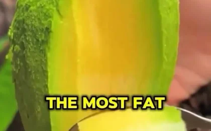 Fresh avocado slices showing the creamy green flesh and large seed, illustrating avocado nutrition facts most fat healthy.